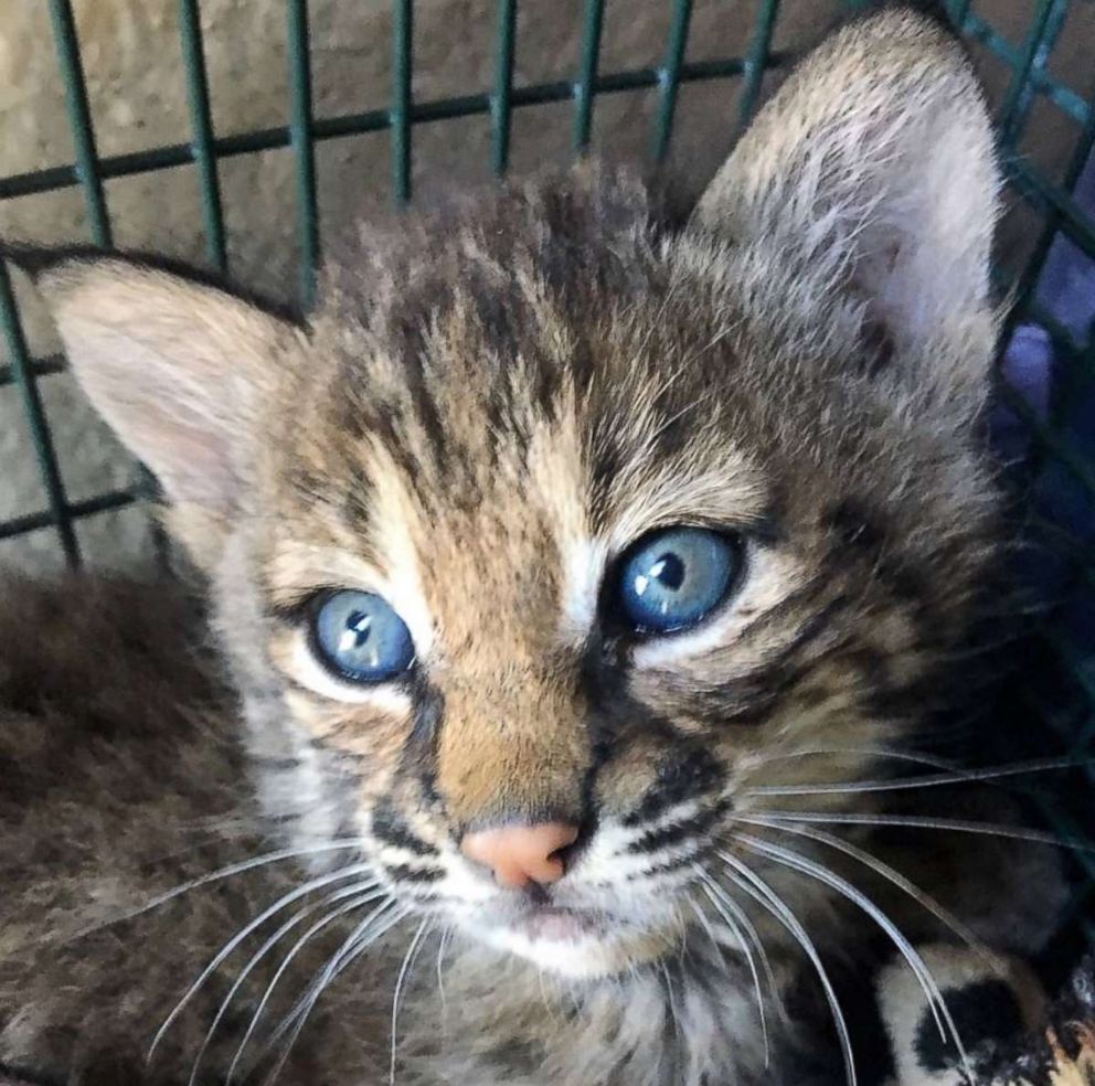 PHOTO: Three people were injured after mistaking bobcat kittens for domestic kittens and taking them inside a San Antonio home. 