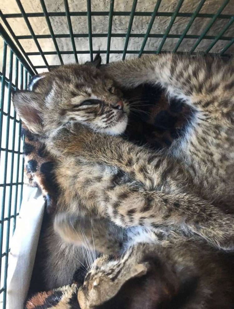 PHOTO: Three people were injured after mistaking bobcat kittens for domestic kittens and taking them inside a San Antonio home. 