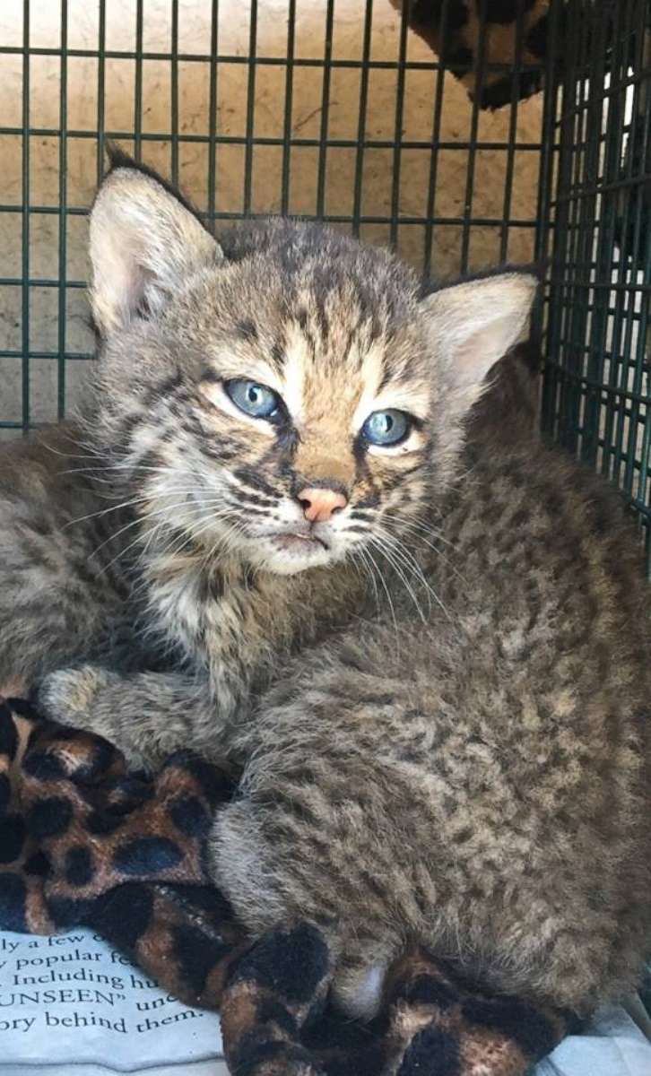 PHOTO: Three people were injured after mistaking bobcat kittens for domestic kittens and taking them inside a San Antonio home. 