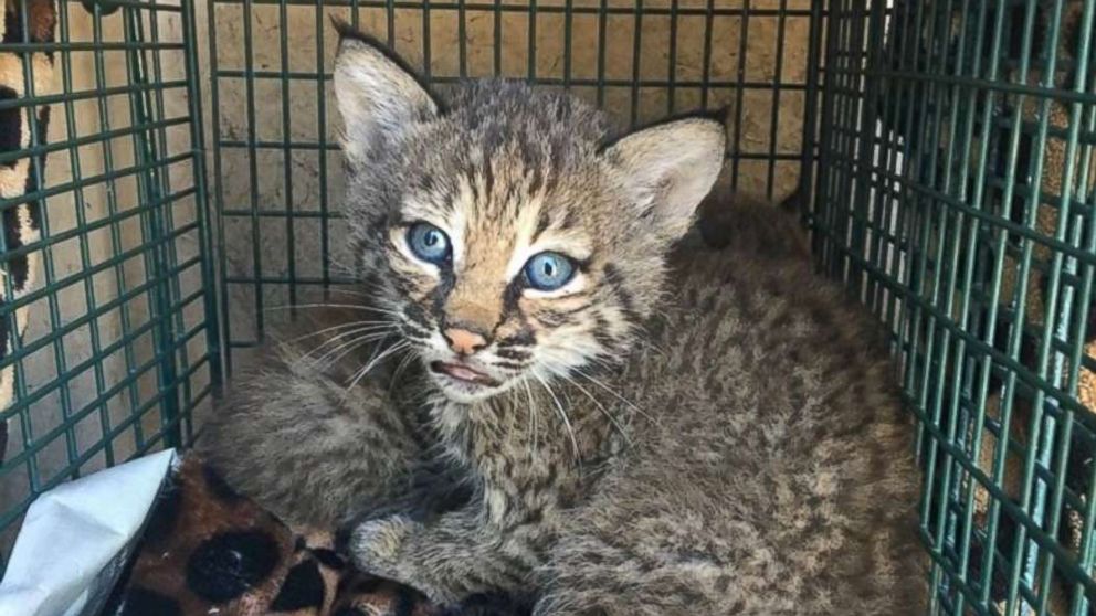 Three people were injured after mistaking bobcat kittens for domestic kittens and taking them inside a San Antonio home. 