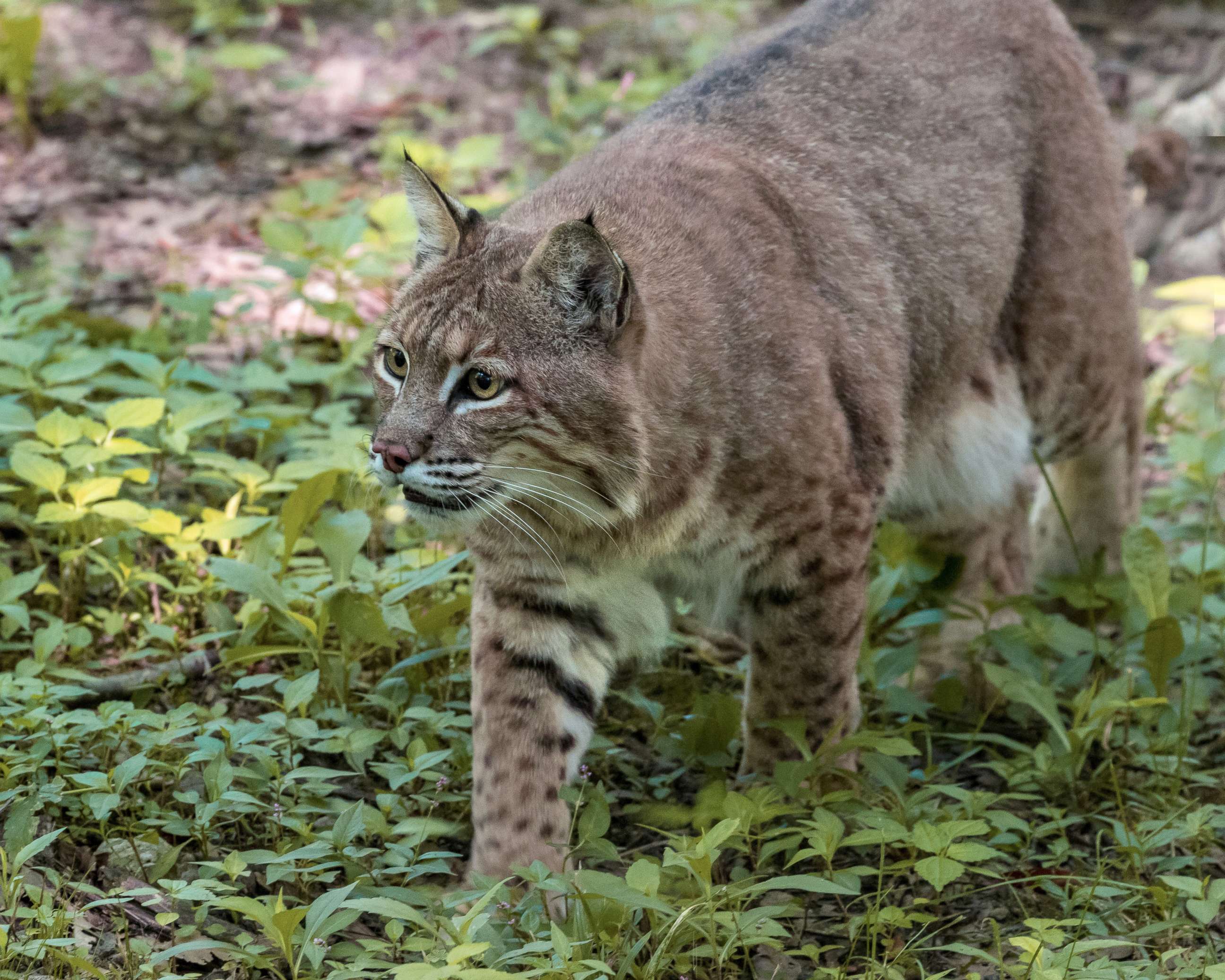 PHOTO: A Bobcat prowls through the woods in this undated stock photo.