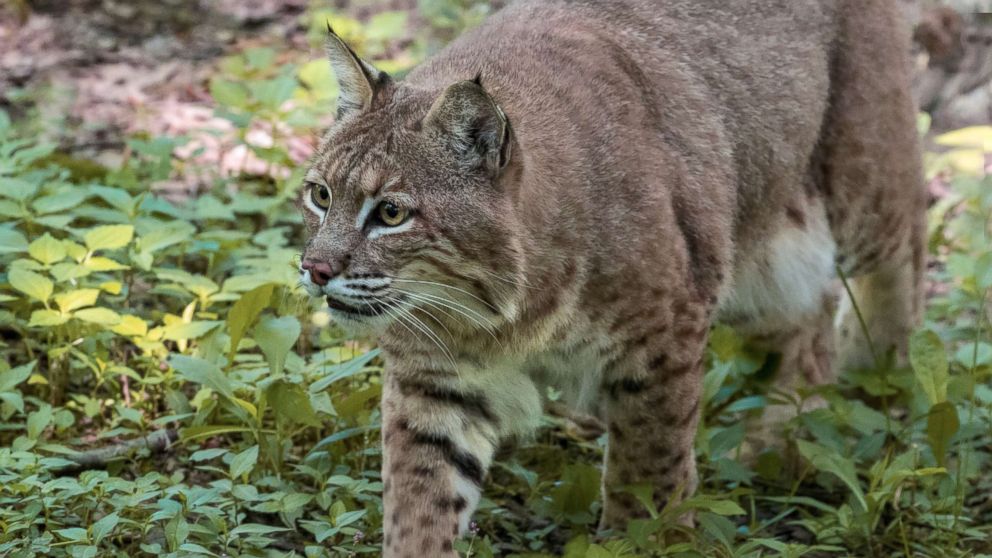A Bobcat prowls through the woods in this undated stock photo.