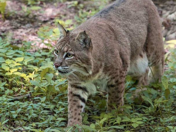 Woman strangles possibly rabid bobcat after it attacks her, authorities say  - ABC News