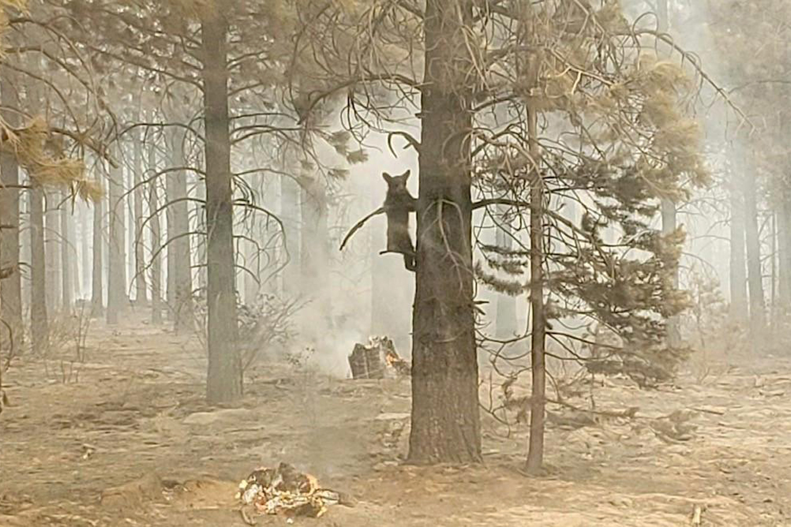 PHOTO: A bear cub clings to a tree as the Bootleg Fire burns in southern Oregon, July 18, 2021. The cub scurried down the tree trunk and left after water was offered by fire control personnel. 