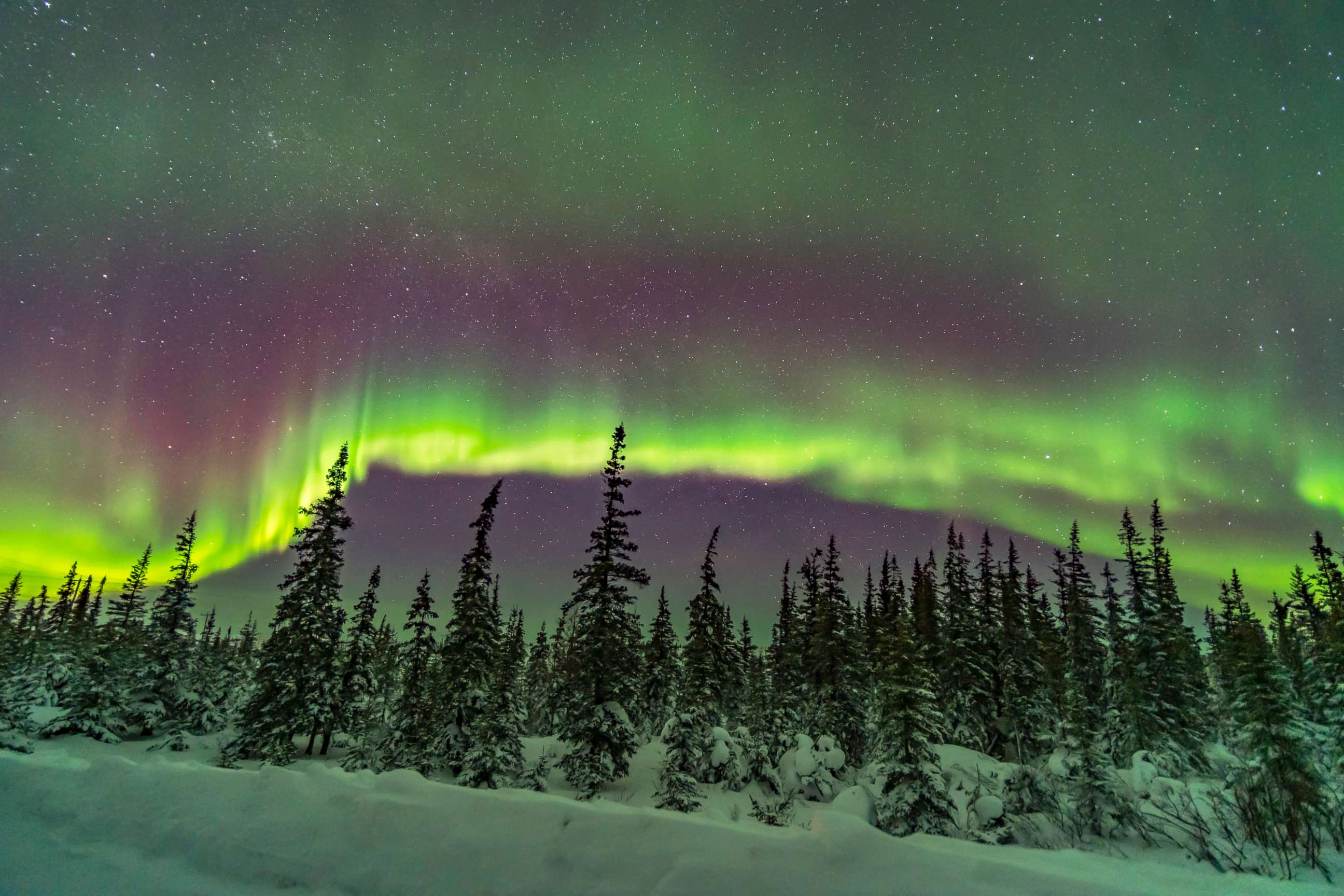 PHOTO: An aurora glows in the sky over the northern boreal forest in Churchill, Manitoba, Canada.