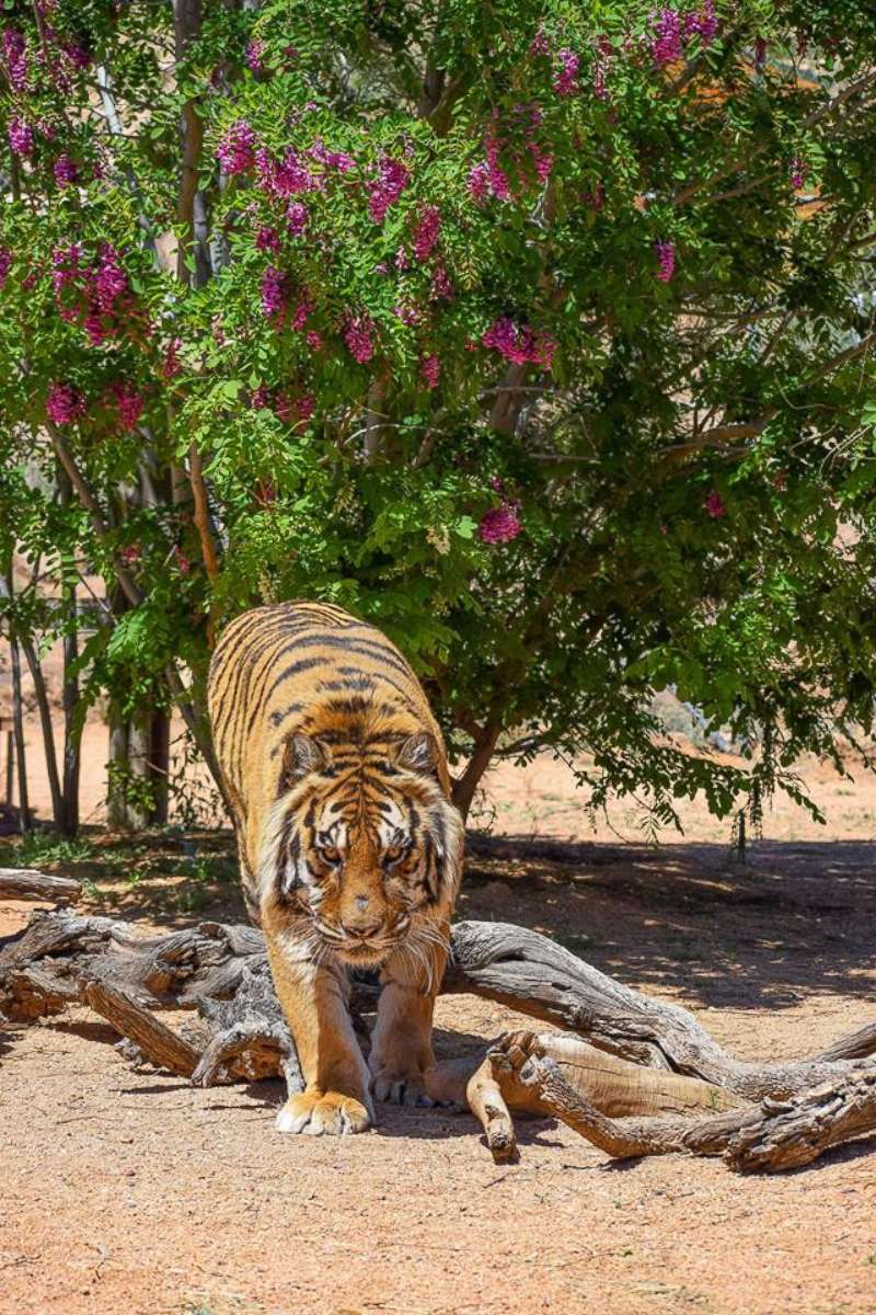 PHOTO: Bowie, an 11-year-old tiger, attacked the director of the animal sanctuary where he lives on Monday, April 22, 2019.