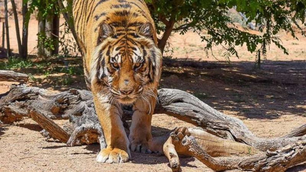 Tiger attacks Arizona animal sanctuary director, former Las Vegas  illusionist - ABC News