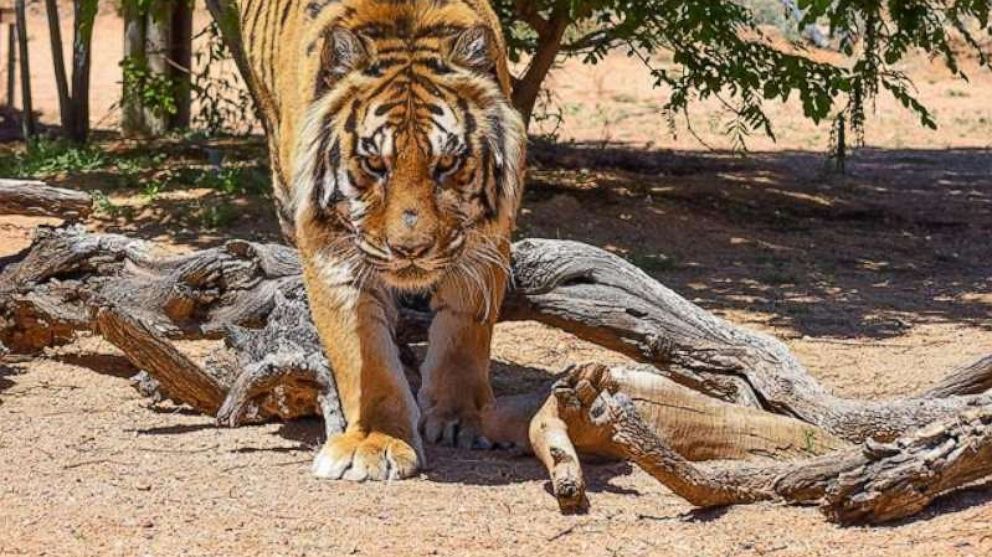 tiger attack man in zoo