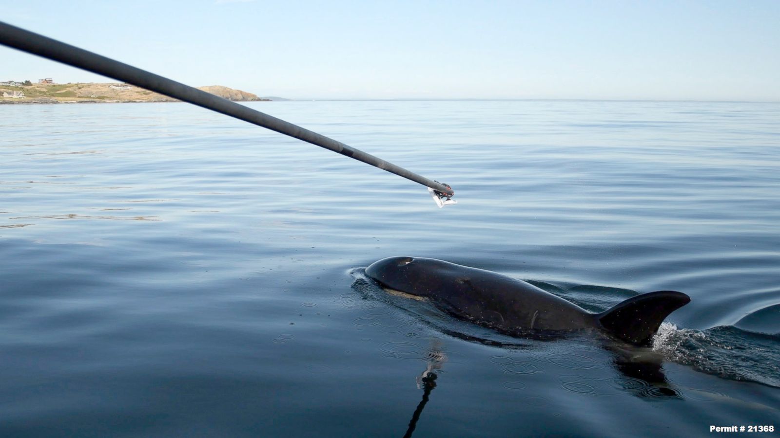 Whaling group demands action on rare New Zealand dolphin - TODAY