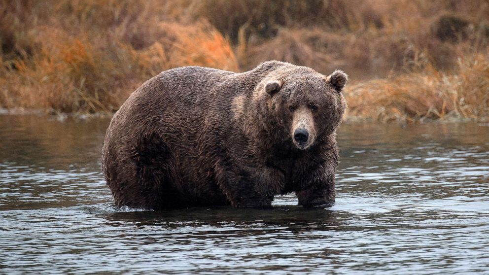 PHOTO: A brown bears fishes for salmon at Brooks Falls, September 16, 2018 in Katmai National Park, Alaska.