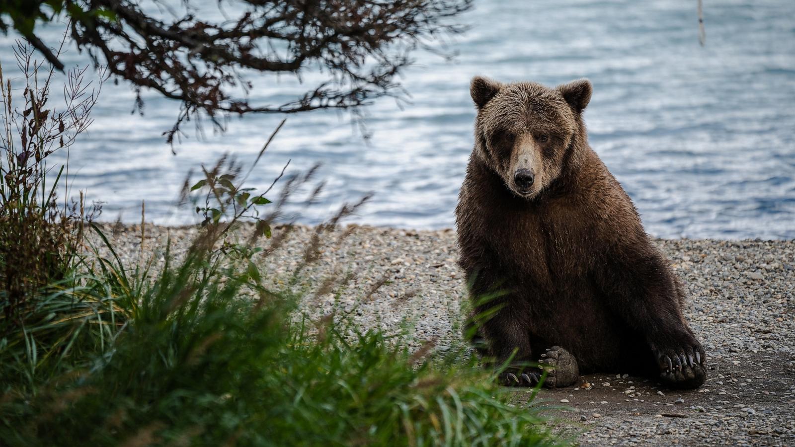 Bear attacks woman outside her Alaska house