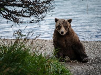 Bear attacks woman outside her Alaska house