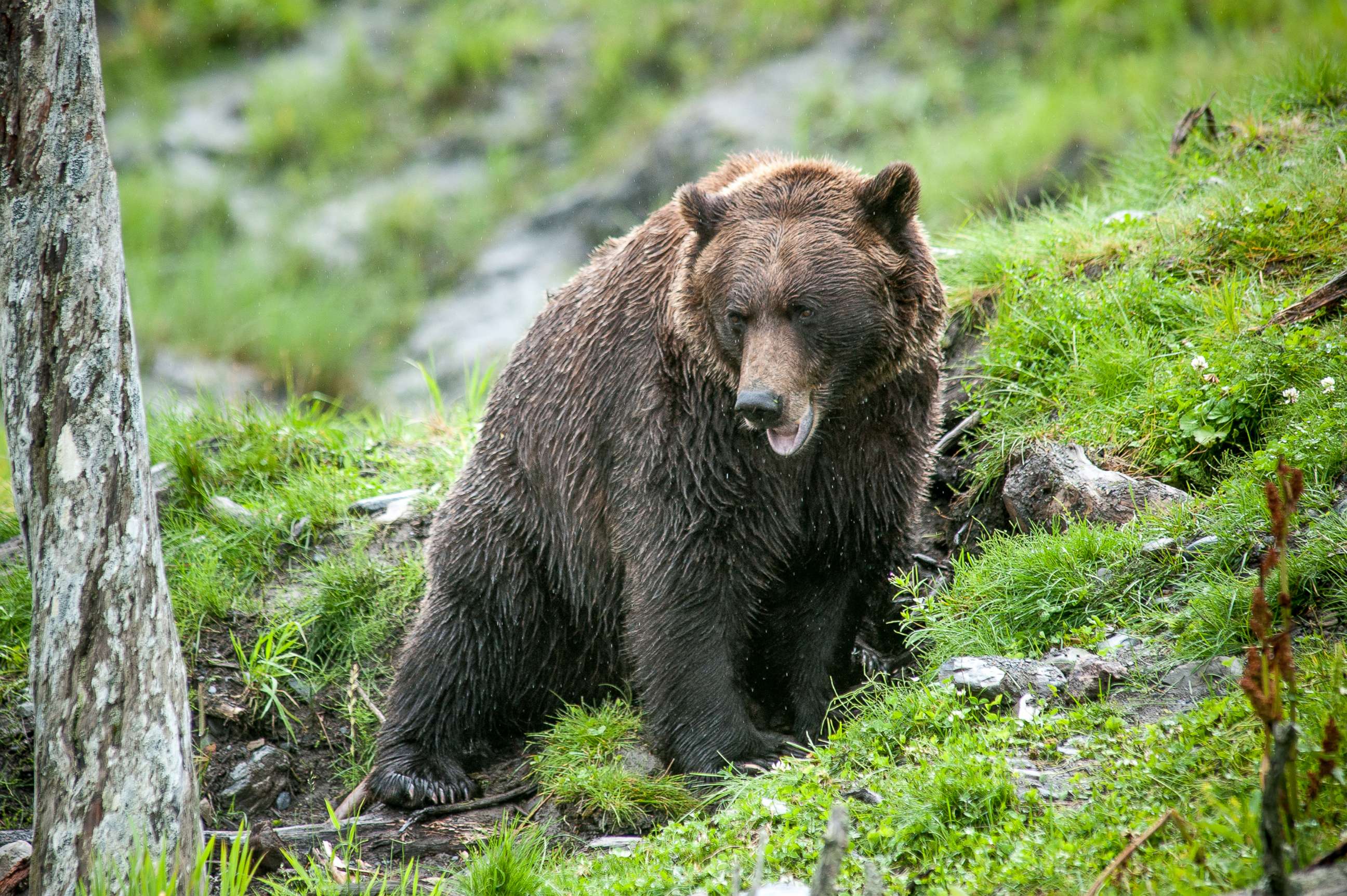 PHOTO: A brown bear climbs up a mountain side in Alaska in this undated file photo.