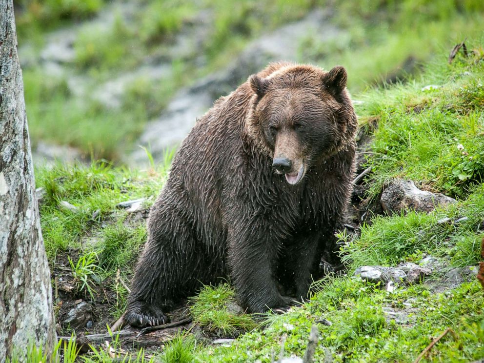 PHOTO: A brown bear climbs up a mountain side in Alaska in this undated file photo.
