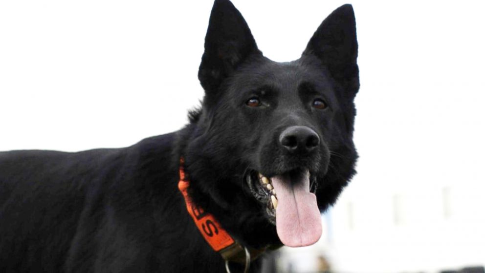 PHOTO: Bruno is one of the new canines who joined the ranks of FEMA's first responders. 