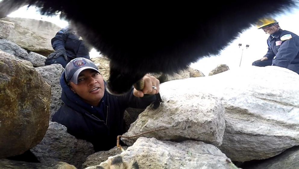 PHOTO: Bruno is seen here making a live victim rescue.