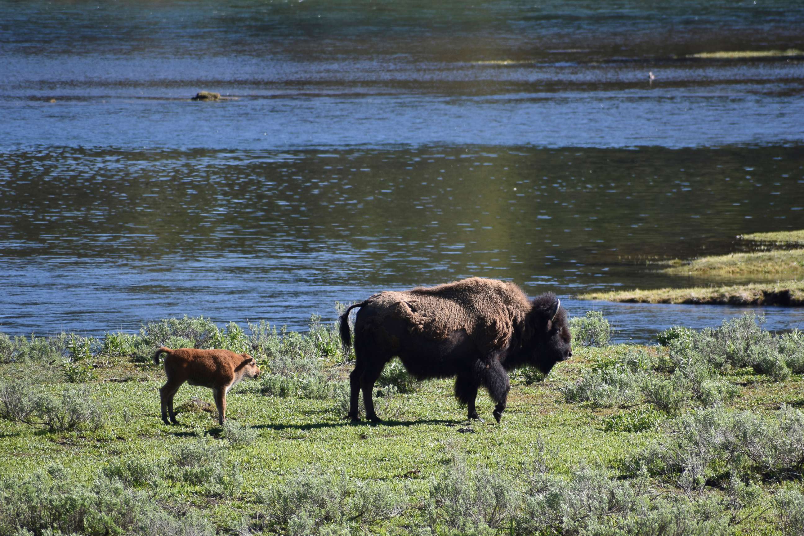 PHOTO: A female bison and calf are seen near the Yellowstone River in Wyoming's Hayden Valley, June 22, 2022, in Yellowstone National Park.