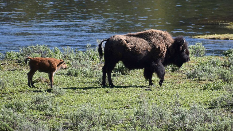 Elderly Woman Gored by Bison at Yellowstone in Third Attack This Year