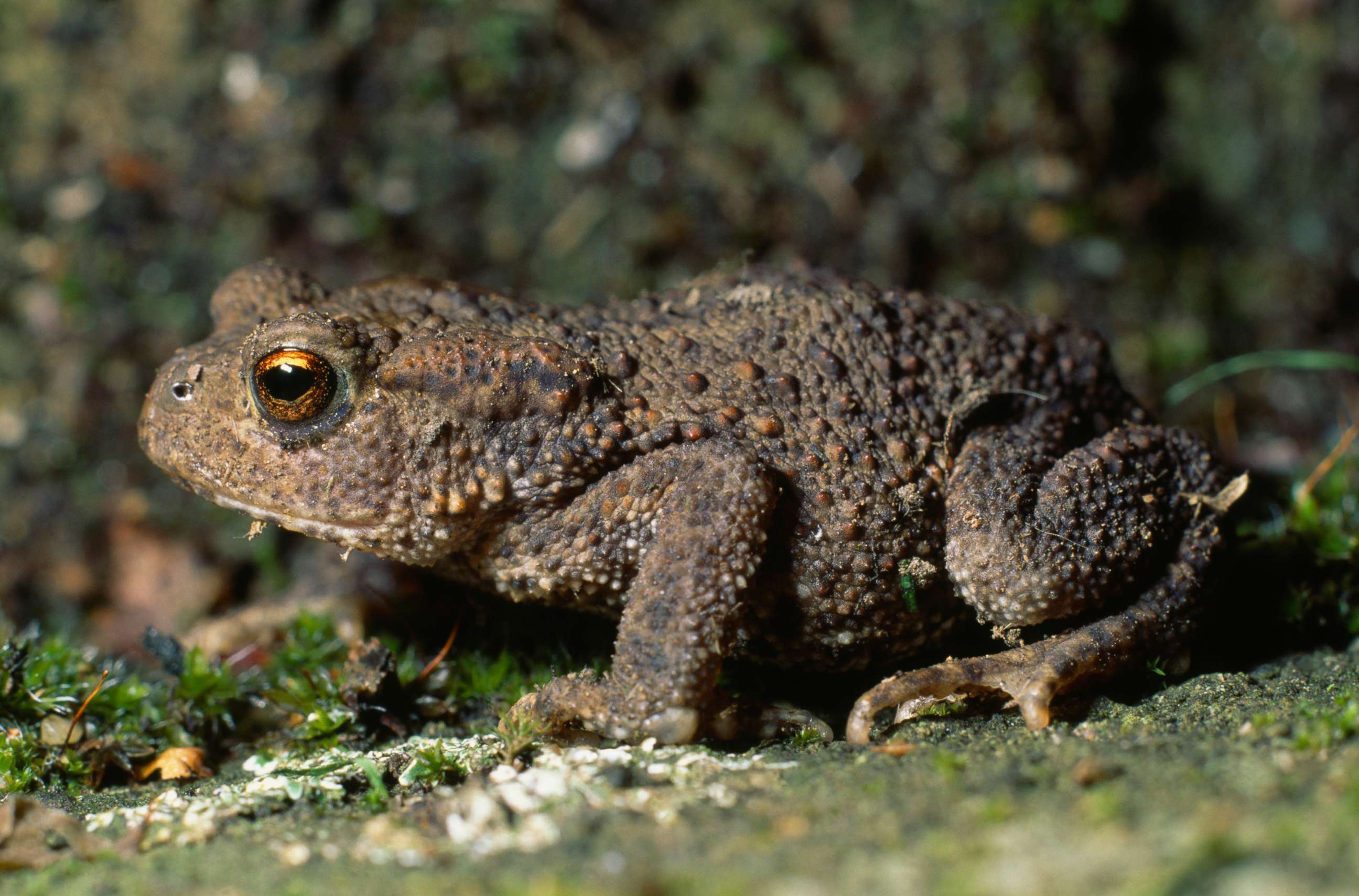PHOTO: A Bufo Toad - also known as a Cane Toad