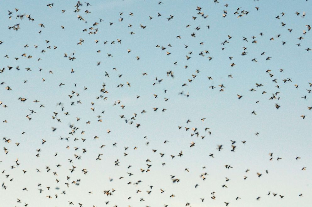 PHOTO: Cloud of mosquitoes against blue sky.