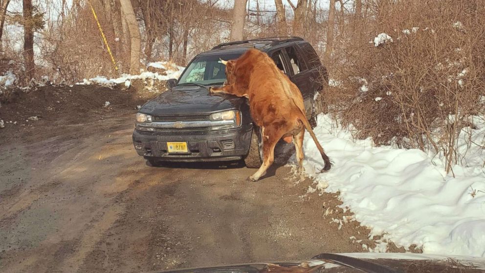 VIDEO: A run-in with a bull sent it's owner to the hospital after the bull was seen trying to mount the owner's car and charge police vehicles.