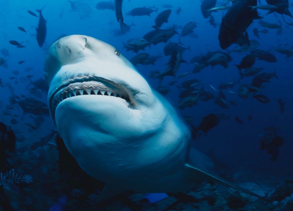 PHOTO: A bull shark is pictured in this undated stock photo.