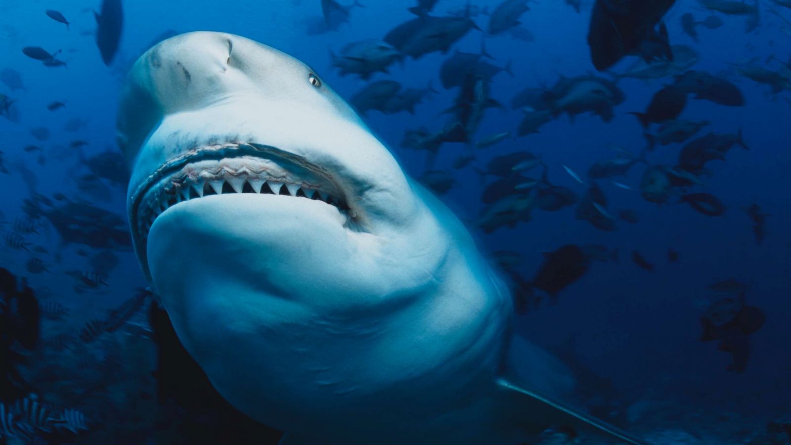 Great white shark researchers try to figure out where and when the East  Coast sharks mate