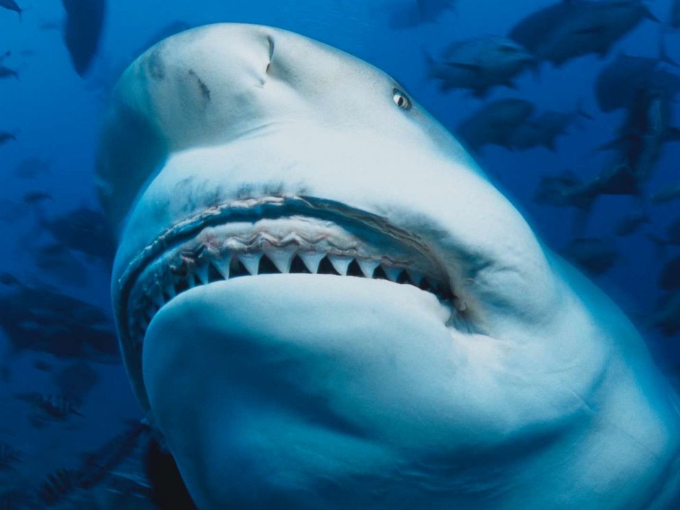PHOTO: A bull shark is pictured in this undated stock photo.