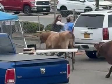 8 bulls escape rodeo after plowing through chain-link fence