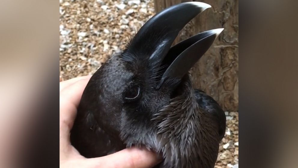 Bird or bunny? This optical illusion is taking the internet by storm ...