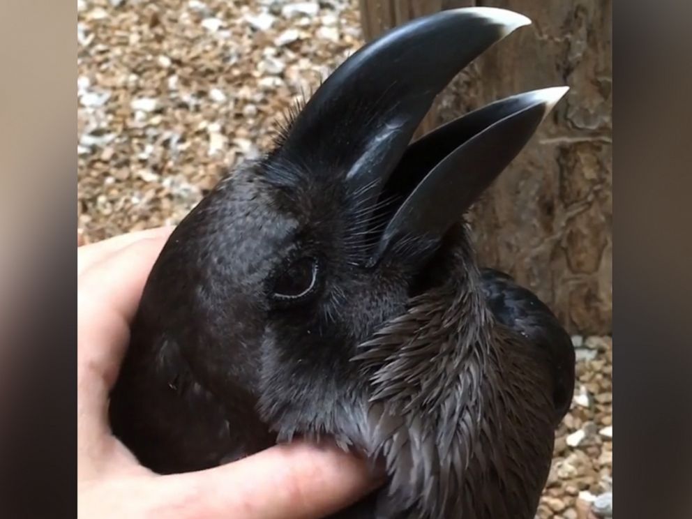 Bird Or Bunny This Optical Illusion Is Taking The Internet By Storm Abc News