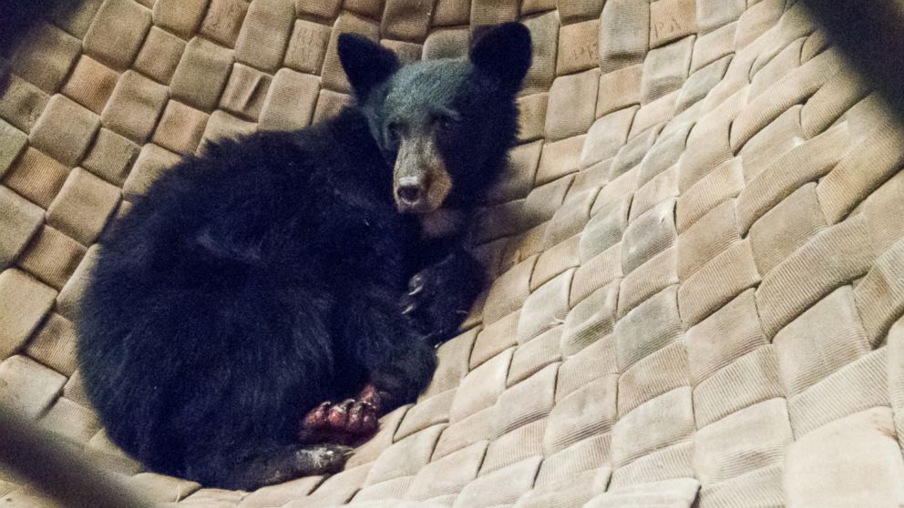 PHOTO: A young, female bear with paws badly burned in the Carr Fire is rescued by the California Department of Fish and Wildlife, and is treated with fish skin.