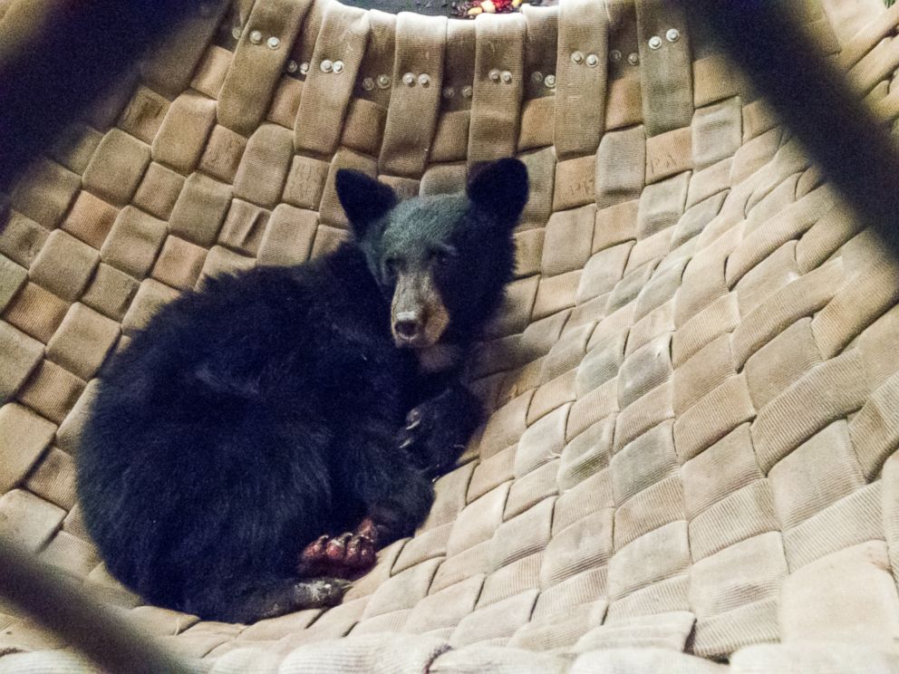 PHOTO: A young, female bear with paws badly burned in the Carr Fire is rescued by the California Department of Fish and Wildlife, and is treated with fish skin.