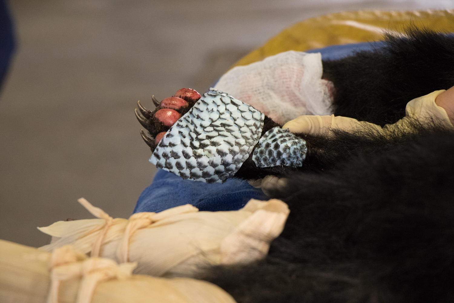 PHOTO: A young, female bear with paws badly burned in the Carr Fire is rescued by the California Department of Fish and Wildlife, and is treated with fish skin.