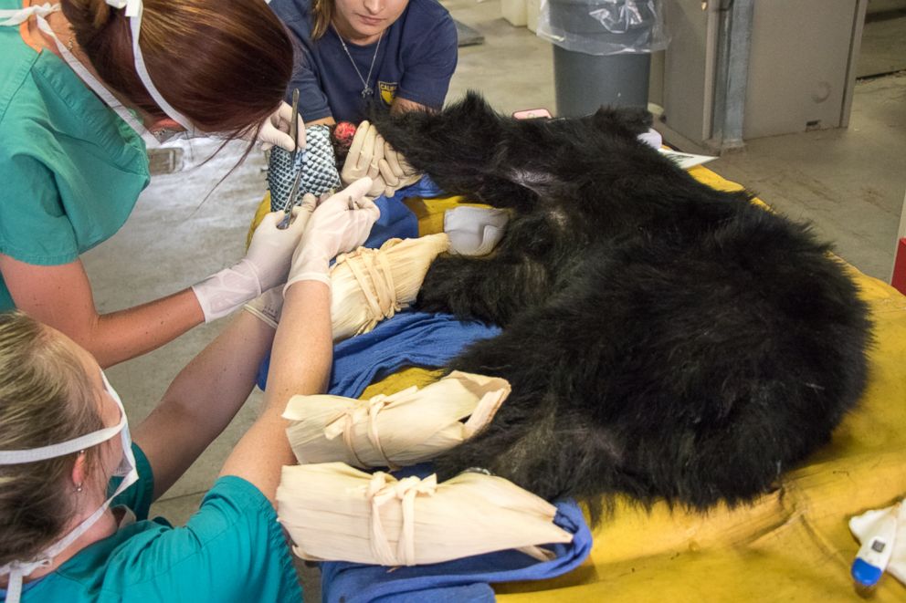 PHOTO: A young, female bear with paws badly burned in the Carr Fire is rescued by the California Department of Fish and Wildlife, and is treated with fish skin.