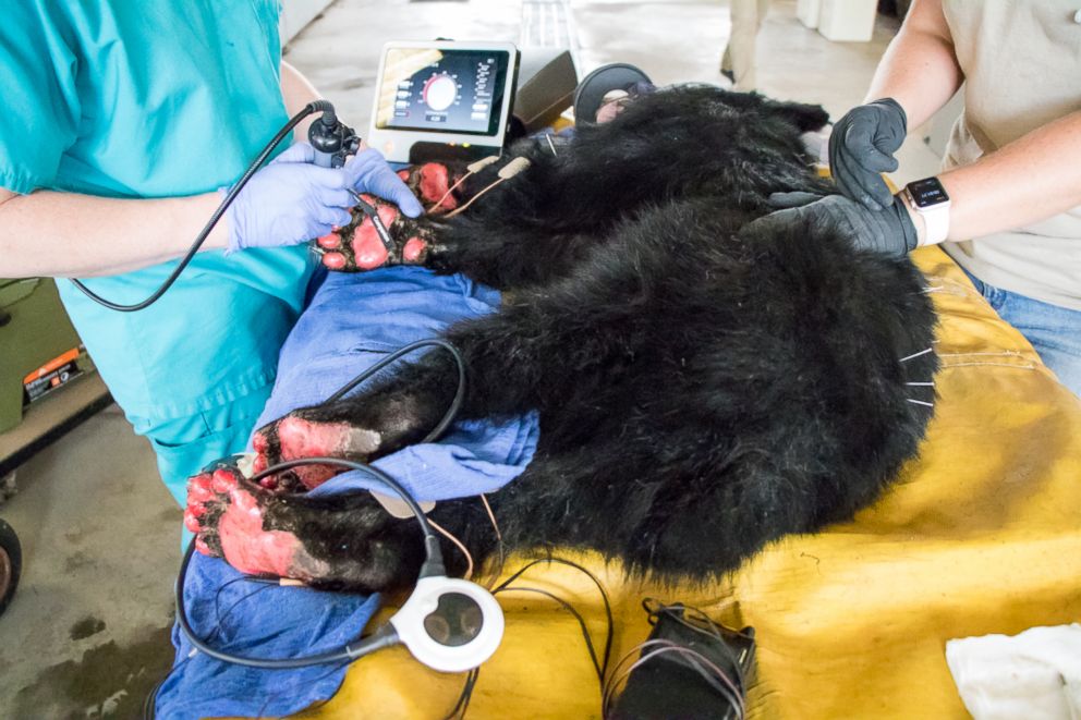 PHOTO: A young, female bear with paws badly burned in the Carr Fire is rescued by the California Department of Fish and Wildlife.