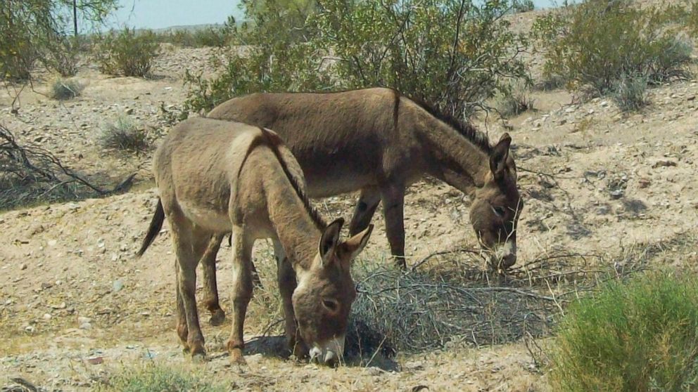 $58K offered to find person responsible for killing 42 federally ...