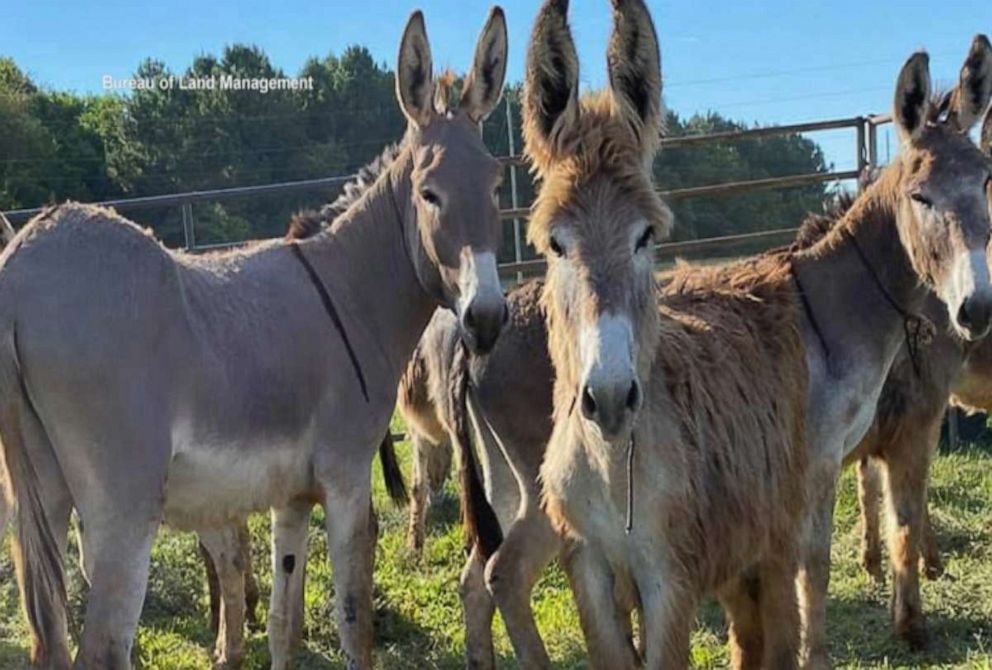 PHOTO: Wild Burros are pictured after being rounded up by the Bureau of Land Management.
