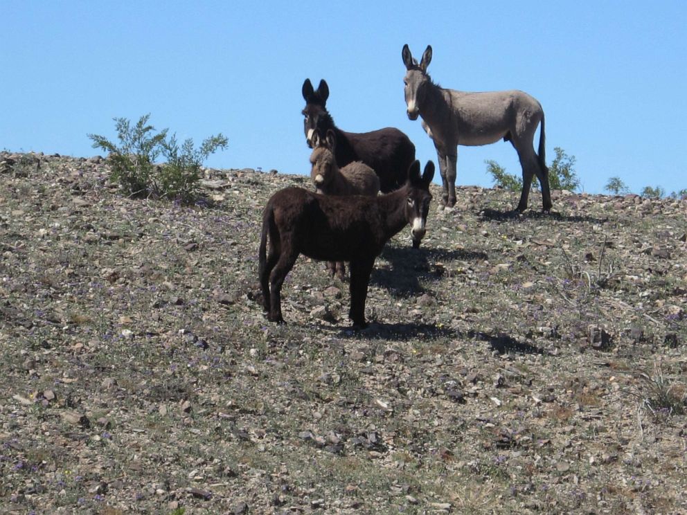 PHOTO: Wild burros from the Clark Mountain Herd Area in California are seen here.