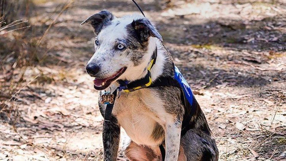 Border collie-koolie uses his nose to find koalas affected by Australia