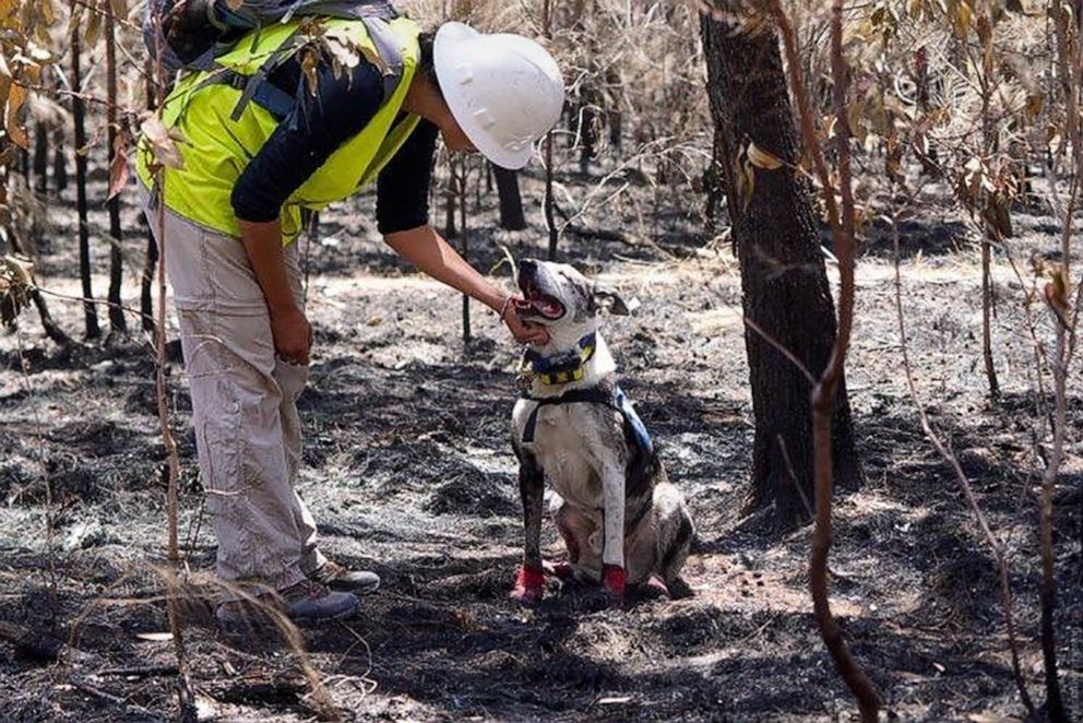 PHOTO: "Bear," a koala detection dog from the International Fund for Animal Welfare, joined the rescue efforts in Bungawalbin National Park, Australia.