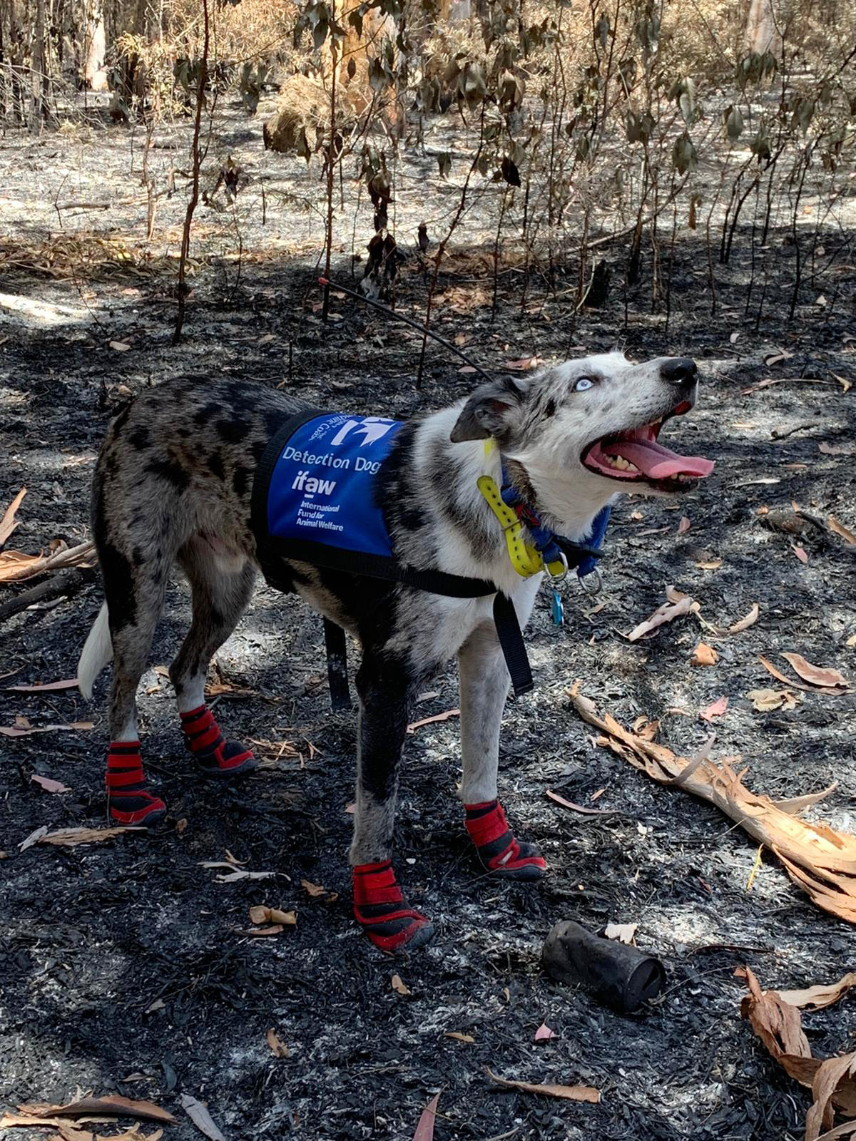PHOTO: "Bear," a koala detection dog from the International Fund for Animal Welfare, joined the rescue efforts in Bungawalbin National Park, searching an area recently decimated by fires. "Bear" indicated the presence of koalas at several sites. 