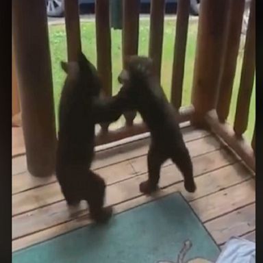 Pair of bear cubs used a vacationing family's log cabin deck for some play fighting in Gatlinburg.