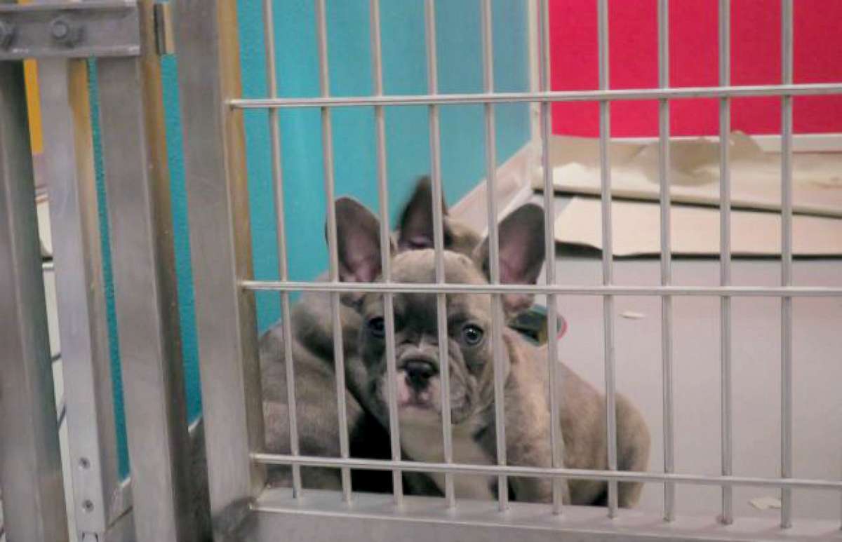 PHOTO: A Lavender French Bulldog shown in a veterinary facility at JFK. Officials say the dogs imported from Egypt are underage and come from bad conditions, but could be worth $10,000 in the U.S.