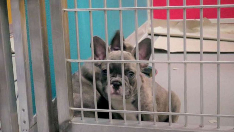 PHOTO: A Lavender French Bulldog shown in a veterinary facility at JFK. Officials say the dogs imported from Egypt are underage and come from bad conditions, but could be worth $10,000 in the U.S.