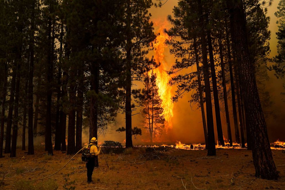 PHOTO: A tree flares up as firefighters continue to battle the Caldor Fire near South Lake Tahoe, Calif., Tuesday, Aug. 31, 2021. 