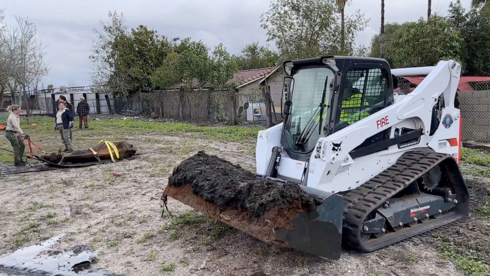 PHOTO: A skid-steer loader clears a path in mud, while crews rescue animals from a farm in Los Angeles, March 22, 2023.
