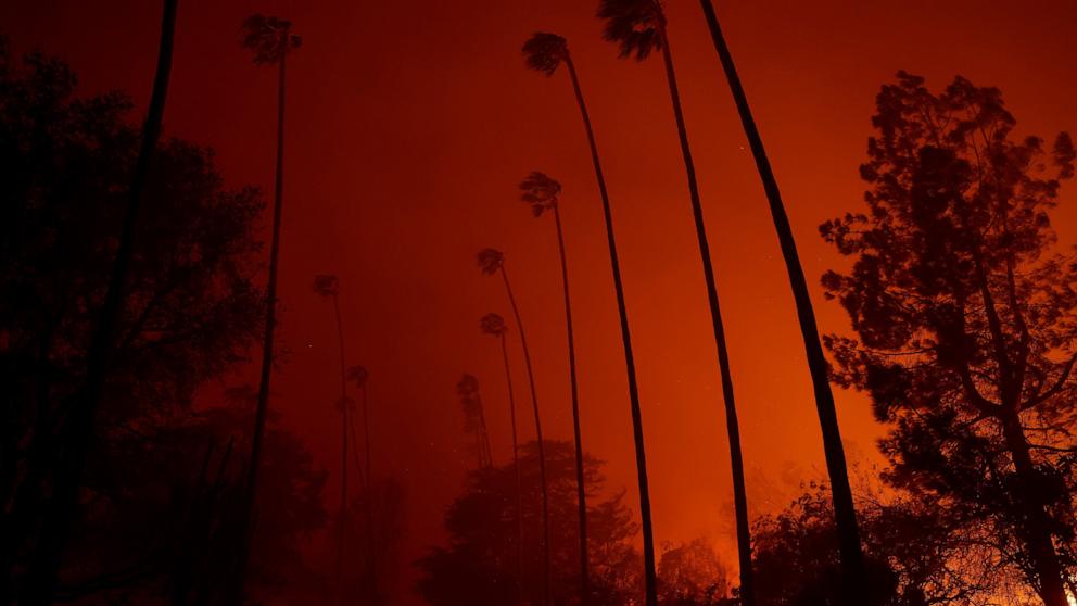 PHOTO: Wind bends palm trees as the Eaton Fire moves through the area on Jan. 8, 2025 in Altadena, Calif.