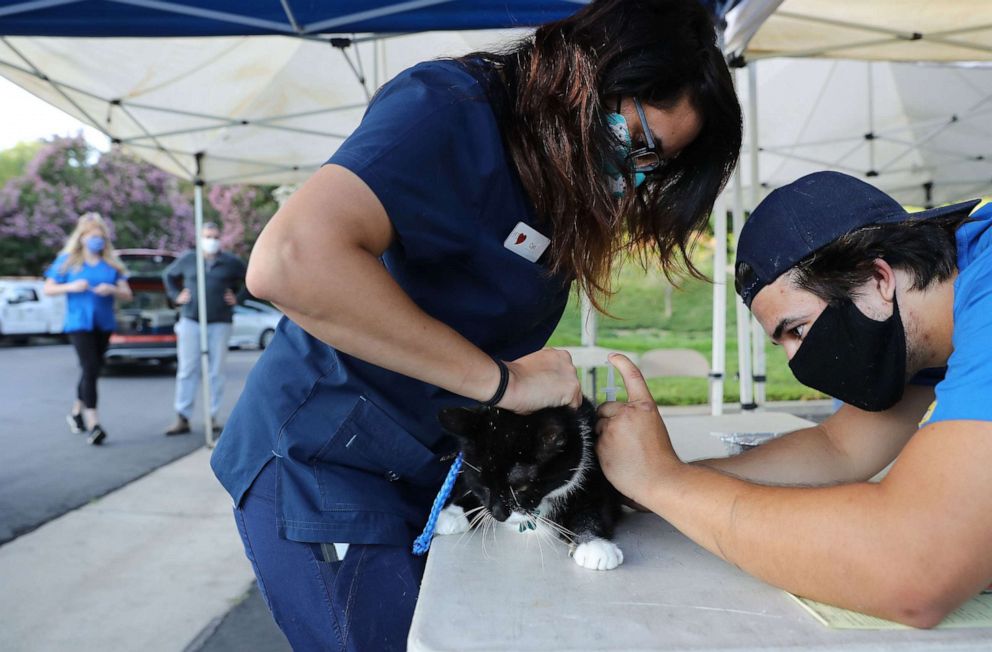 PHOTO: Veterinary technicians vaccinate a cat outside the vehicle at a drive-through pet vaccine clinic at Mission Viejo Animal Services Center amid the COVID-19 pandemic, June 23, 2020, in Mission Viejo, California.