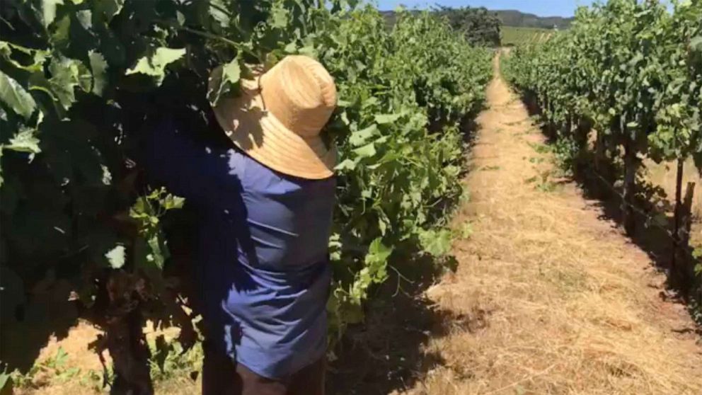 PHOTO: In this screen grab taken from a video posted to the United Farm Workers Twitter account, a worker picks wine grapes in 107 degree heat in Healdsburg, Calif., June 17, 2021.